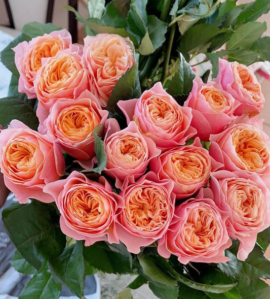 Rose【Vuvuzela| ブブゼラ】- 1 Gal OwnRoot LivePlant｜Heat  Resistant| Strong Disease Resistance| 温柔珊瑚心| Romantica Cutting Rose| Netherlands|