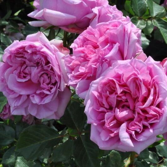 Rose 【Pompadour｜ポンパドール】 - Own Root | 庞巴度| Award-winning| Strong Fragrance| Less Thorns |  Similar to Yves Piaget| Heat & Cold Resistant |