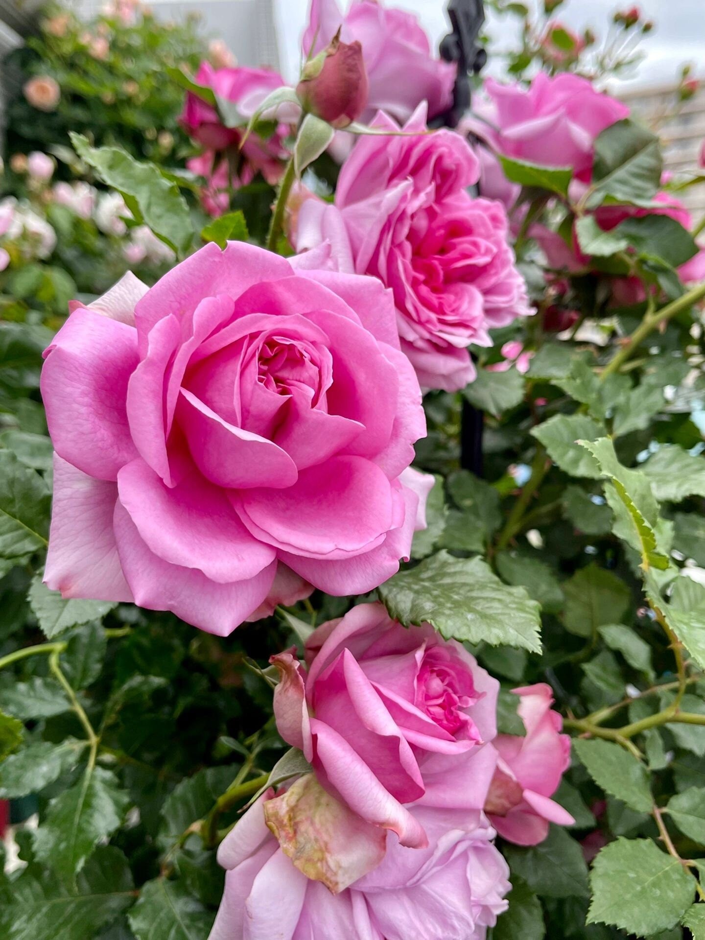 Rose 【Pompadour｜ポンパドール】 - Own Root | 庞巴度| Award-winning| Strong Fragrance| Less Thorns |  Similar to Yves Piaget| Heat & Cold Resistant |