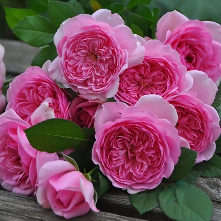 Rose 【Pompadour｜ポンパドール】 - Own Root | 庞巴度| Award-winning| Strong Fragrance| Less Thorns |  Similar to Yves Piaget| Heat & Cold Resistant |