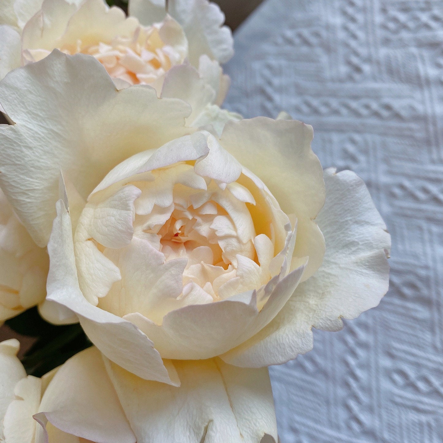 Yves Rose【Cream Yves Piaget】-1.5 Gal OwnRoot| Meigroupy| 奶油伊芙| Classic Woman| Strong Disease Resistance| Peony-shaped | Serrated petals|