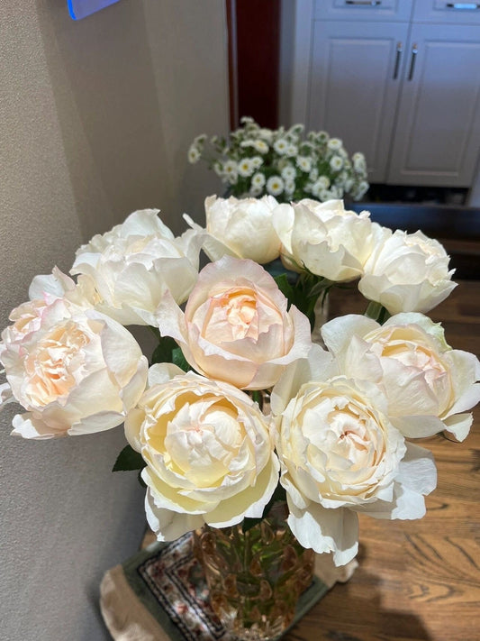 Yves Rose【Cream Yves Piaget】-1.5 Gal OwnRoot| Meigroupy| 奶油伊芙| Classic Woman| Strong Disease Resistance| Peony-shaped | Serrated petals|