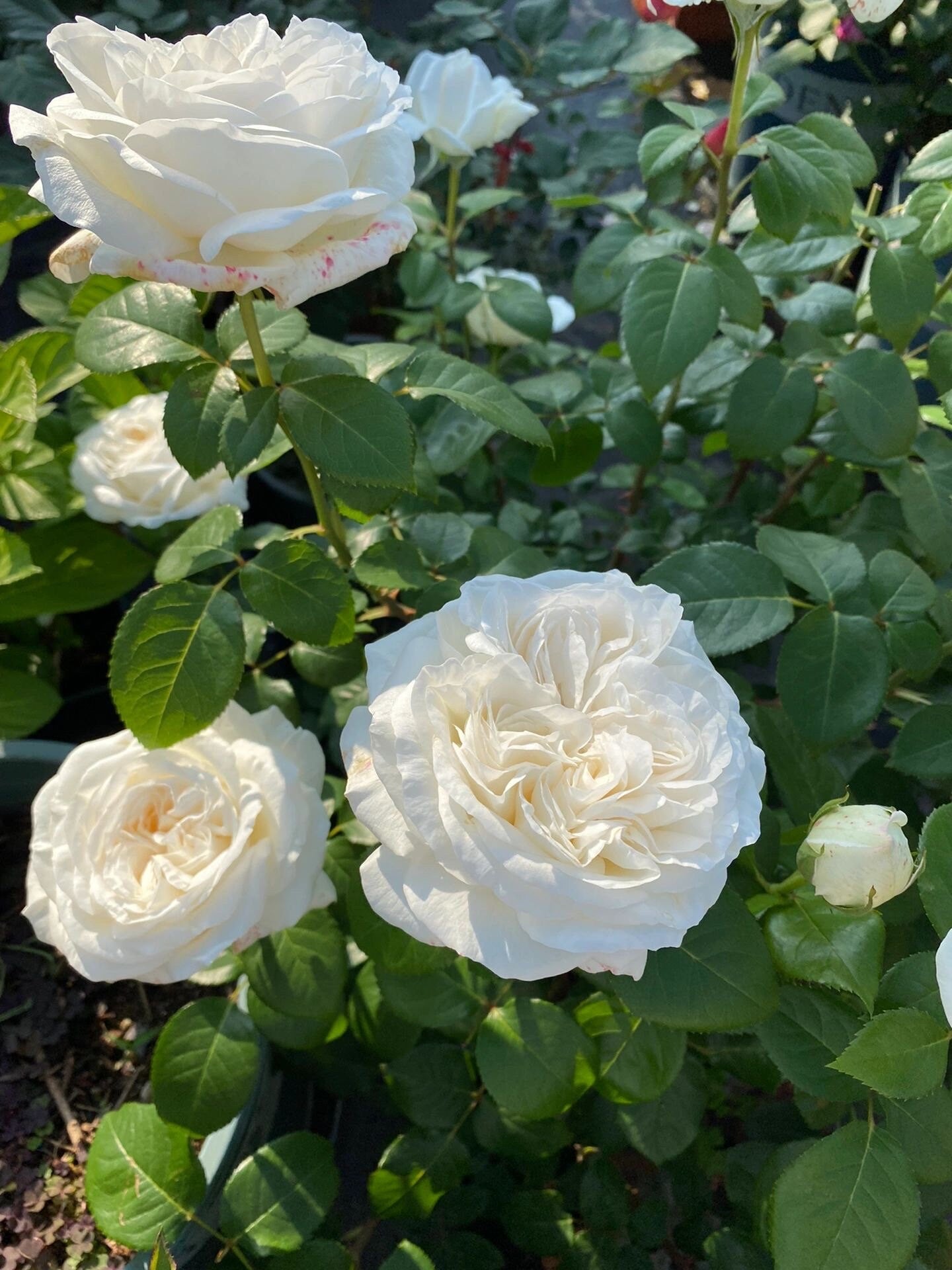 Rose【Jeanne Moreau| MEIdiaphaz】OwnRoot｜ Strong Disease Resistance| 珍妮莫罗| Large Bloom| Lemony scent| Sun Tolerant| Long flowering period