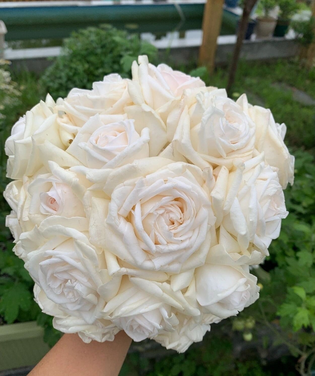 Rose【Jeanne Moreau| MEIdiaphaz】OwnRoot｜ Strong Disease Resistance| 珍妮莫罗| Large Bloom| Lemony scent| Sun Tolerant| Long flowering period