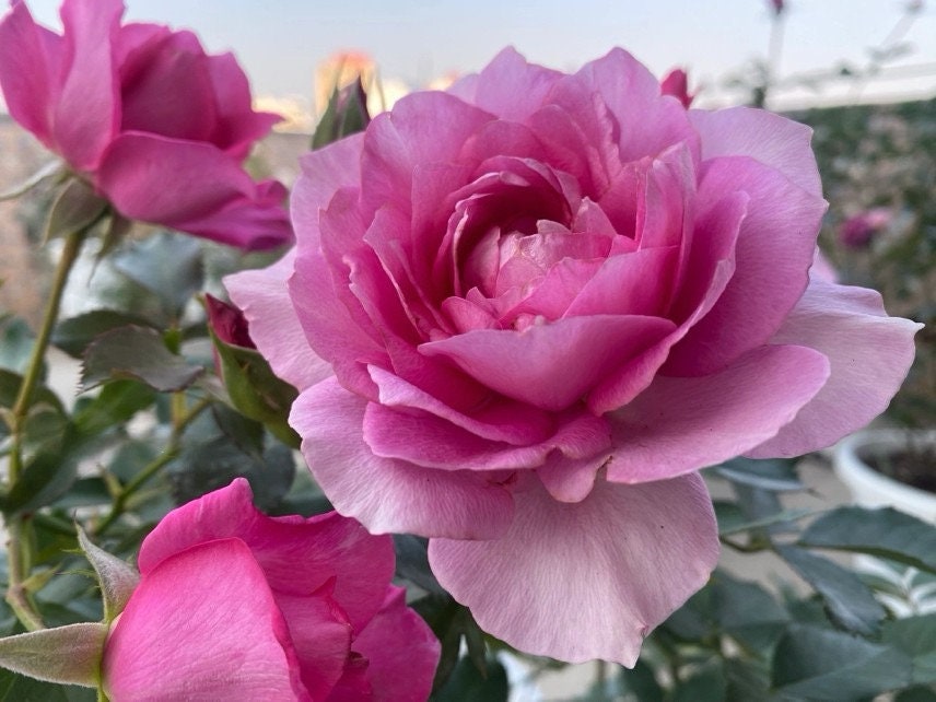 Rose｛Pink of Princess｜ ピンクオブプリンセス｝-1.5 Gal OwnRoot Live Plant|  河本オリジナル| 粉红公主 Less Thorns| Wavy Bloom