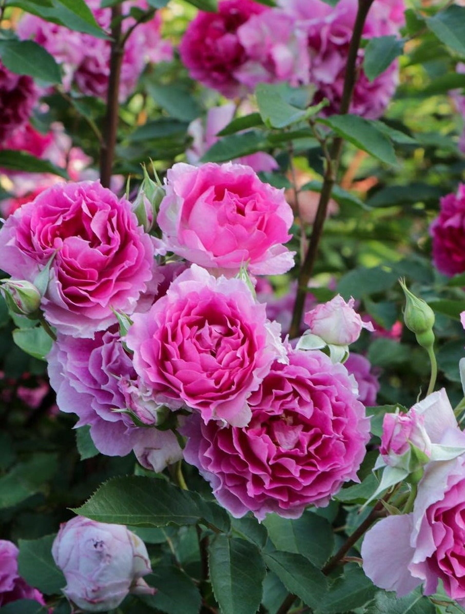 Rose【Scheherazade| シェエラザード】- OwnRoot Live Plant | Rare Rose| Strong Fragrance| Award-winning |Ruffle lace| Thornless | 天方夜谭| Sun-tolerant