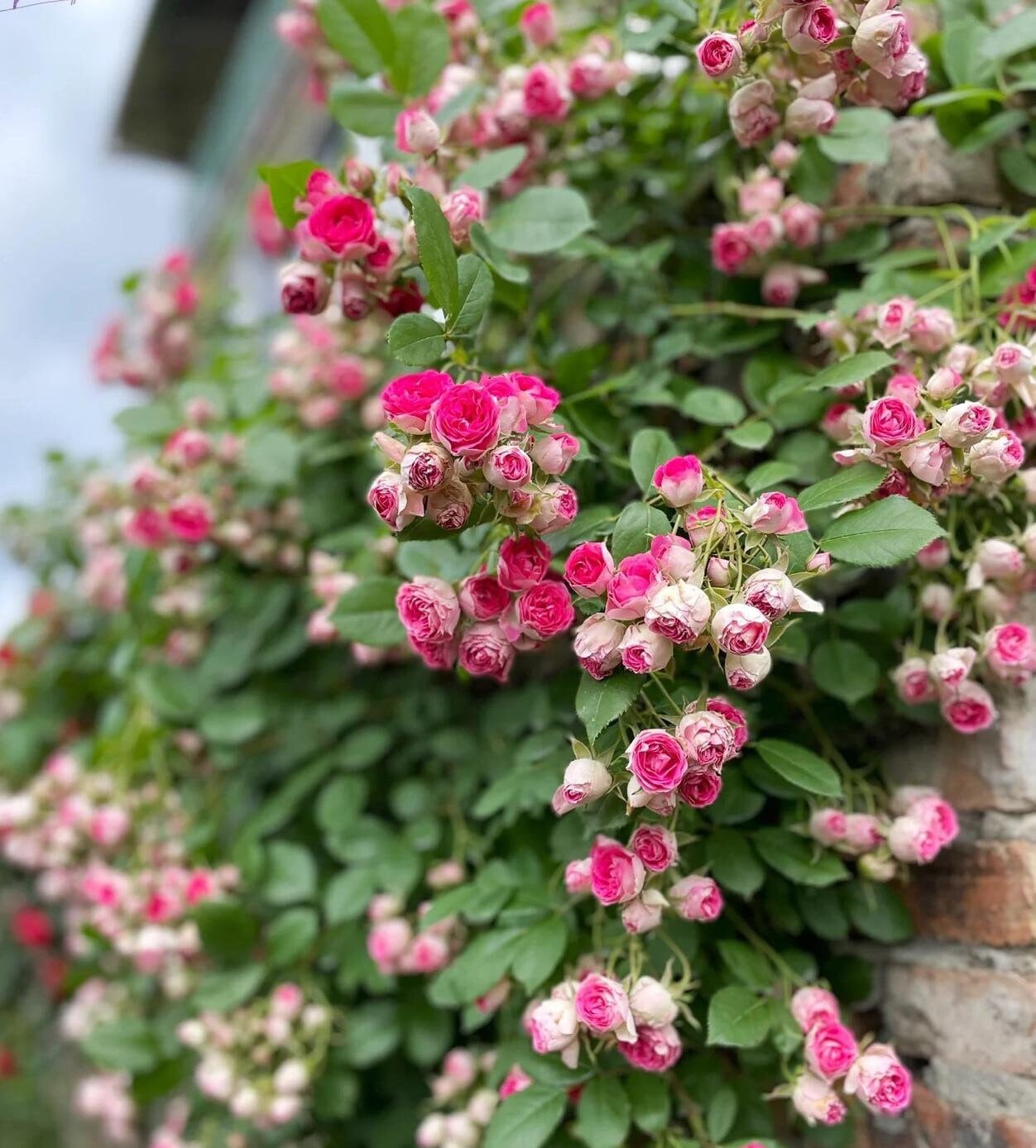 Climbing Rose{Rouge|ルージュ} 胭脂扣|   Award-winning |Flowering Machine| Strong adaptability| Strong Disease Resistance| Heat Resistan