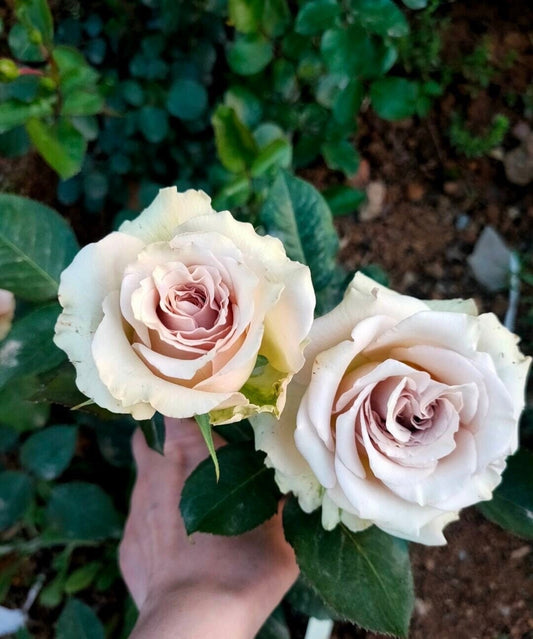 Rosa【Dessert| デザート】 -Rare 1.5 Gallon- OwnRoot｜Discoloration -Coffee Color| Rapid growth| Strong disease resistance| Blooms abundantly| 甜点