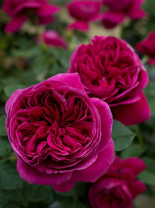 Yves Rose【Cantina| カンティーナ】-OwnRoot LivePlant｜伊芙酒窖| Intense Fragrance| 木立バラ| Perfume Rose| Easy to Grow| Long flowering period| Heat Resistant| 安富フラワー