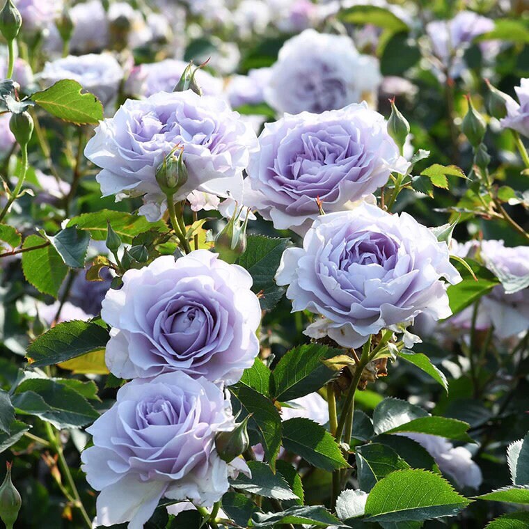 Rose【Azure Tranquility| Ji-Se | 霁色】- 2 Gal+OwnRoot ｜Rare New Variety-2021| Less Thorns| Redolent| Abundant Blooming| Sun Tolerant| Blue& Purple Ros