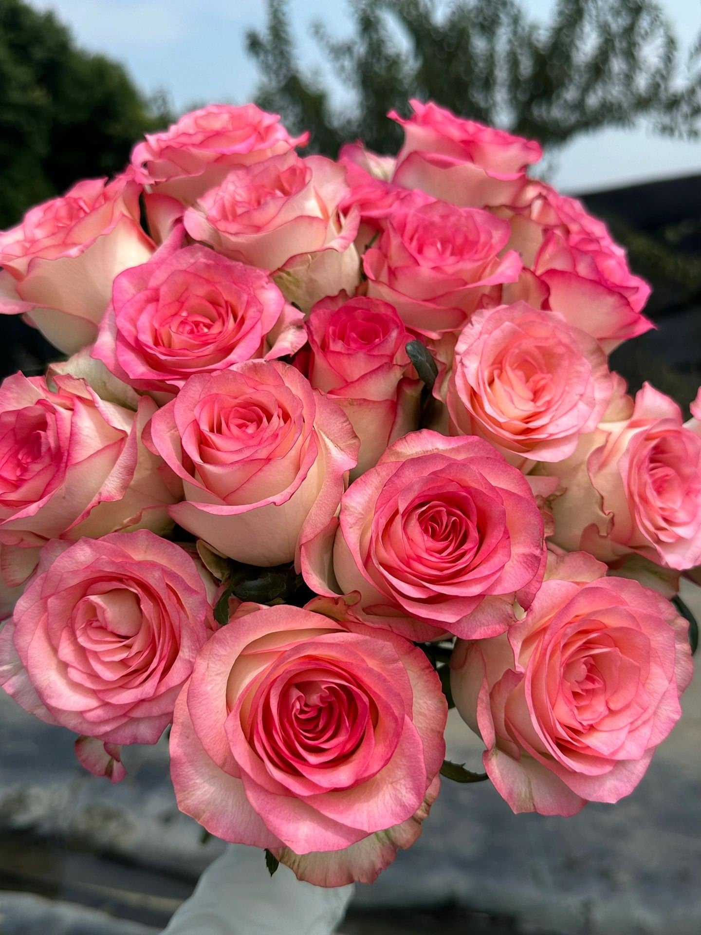 Popular Rose【Jumilia| ジュミリア】- OwnRoot| 朱米莉亞| Less Thorns| Cuttging Rose| Florists Rose| Heat Resistant| 艾莎| Less Thorns| Eeasy to Grow