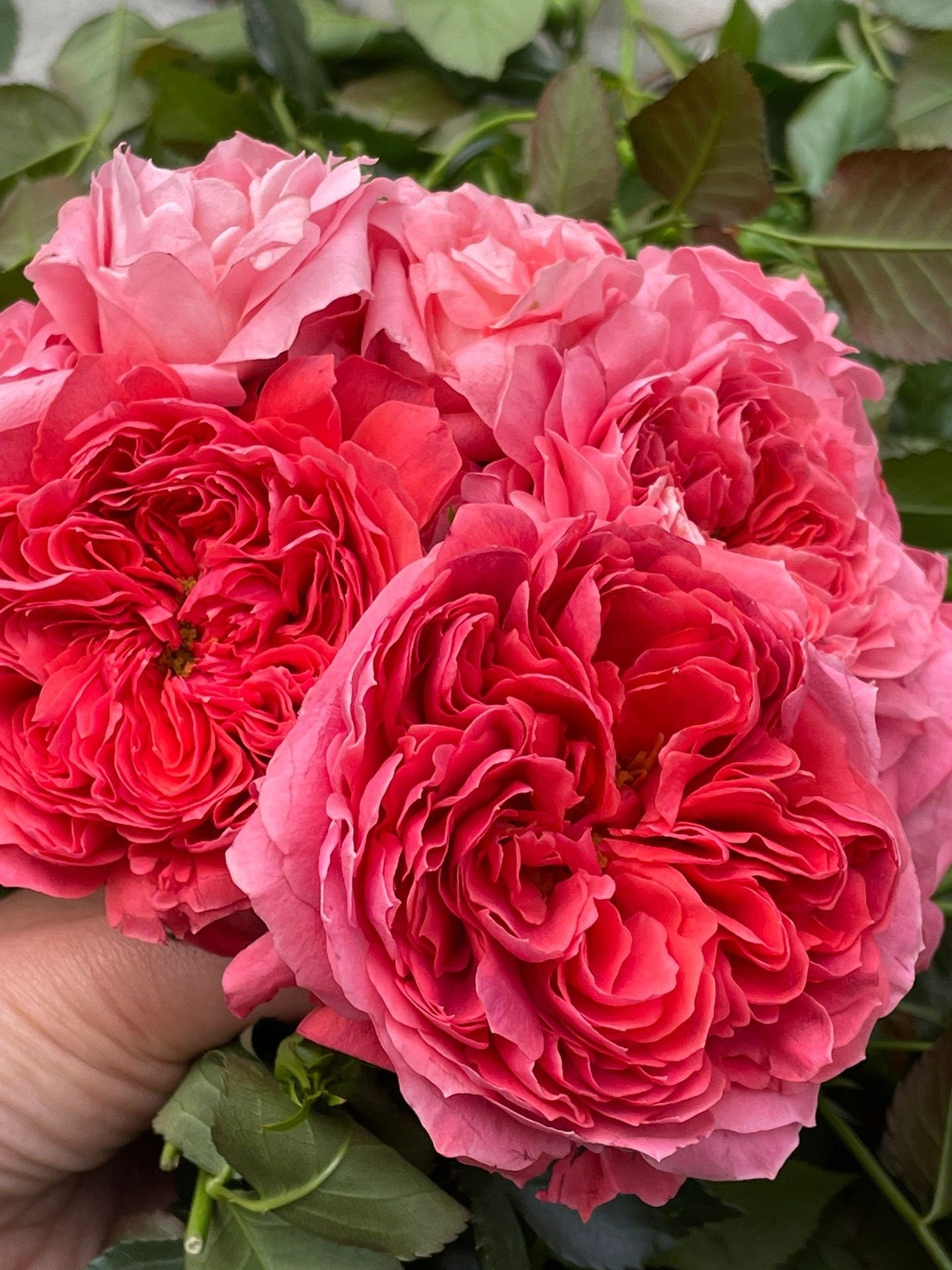 Rose【Zhu Sha Wan| 朱砂碗| Vermilion Bowl】-1.5 Gal OwnRoot|Rare New Variety 2022 ｜Color & State - Ever-changing| Peony Bloom| Diverse Flower Pattern| Festive