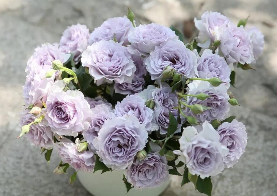 Rose【Azure Tranquility| Ji-Se | 霁色】- OwnRare Live PlantNew Variety-2021| Less Thorns| Redolent| Abundant Blooming| Sun Tolerant| Blue& Purple Rose