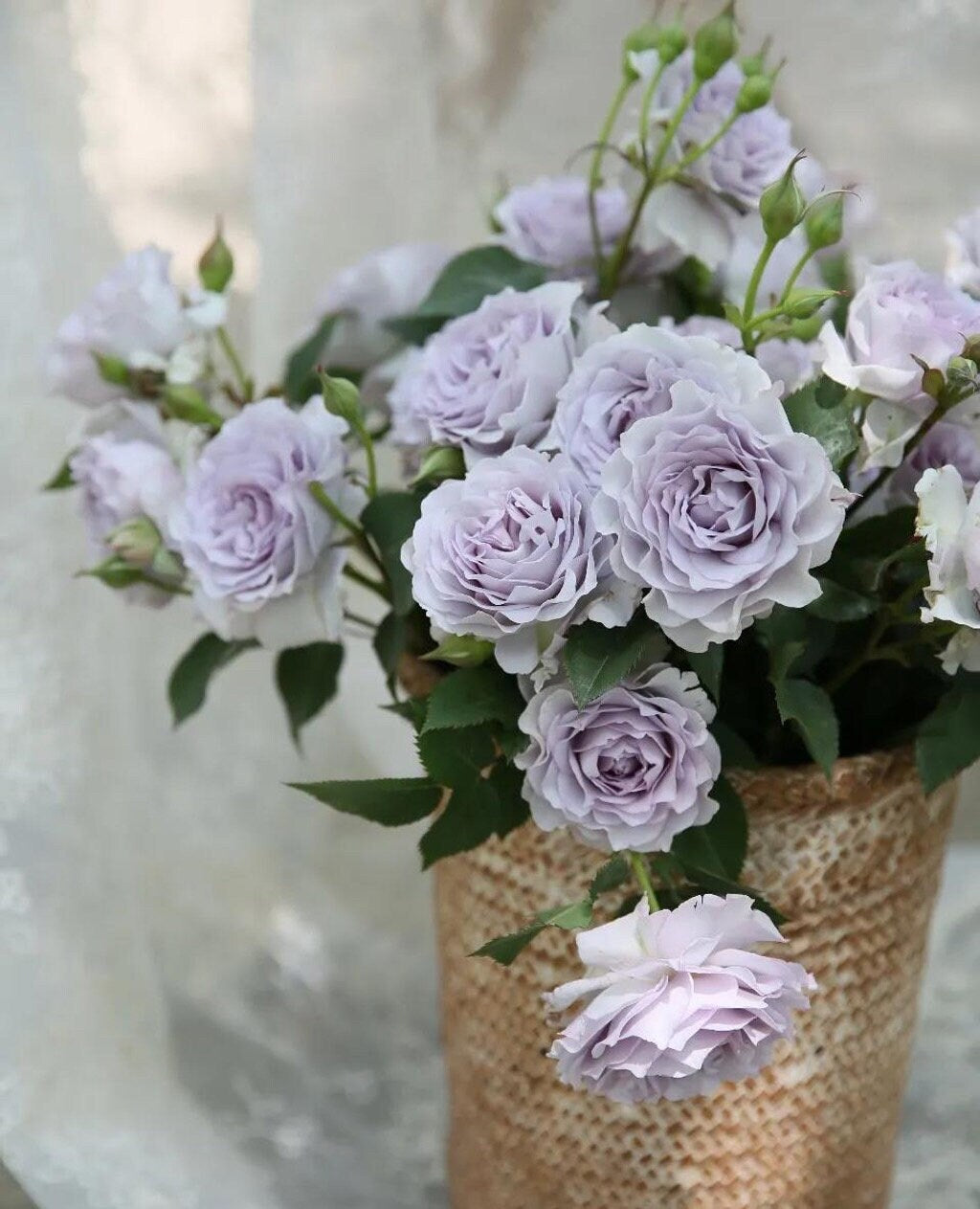 Rose【Azure Tranquility| Ji-Se | 霁色】- 2 Gal+OwnRoot ｜Rare New Variety-2021| Less Thorns| Redolent| Abundant Blooming| Sun Tolerant| Blue& Purple Ros