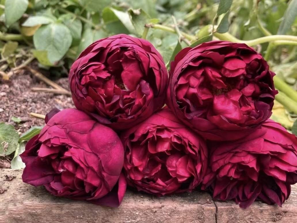 Yves Rosa【Autumn Rouge| オータムルージュ】-1.5Gal OwnRoot| BlackRosa| Strong Health| Peony-shaped| Discoloration| Strong Fragrance|秋日胭脂|Rich in color