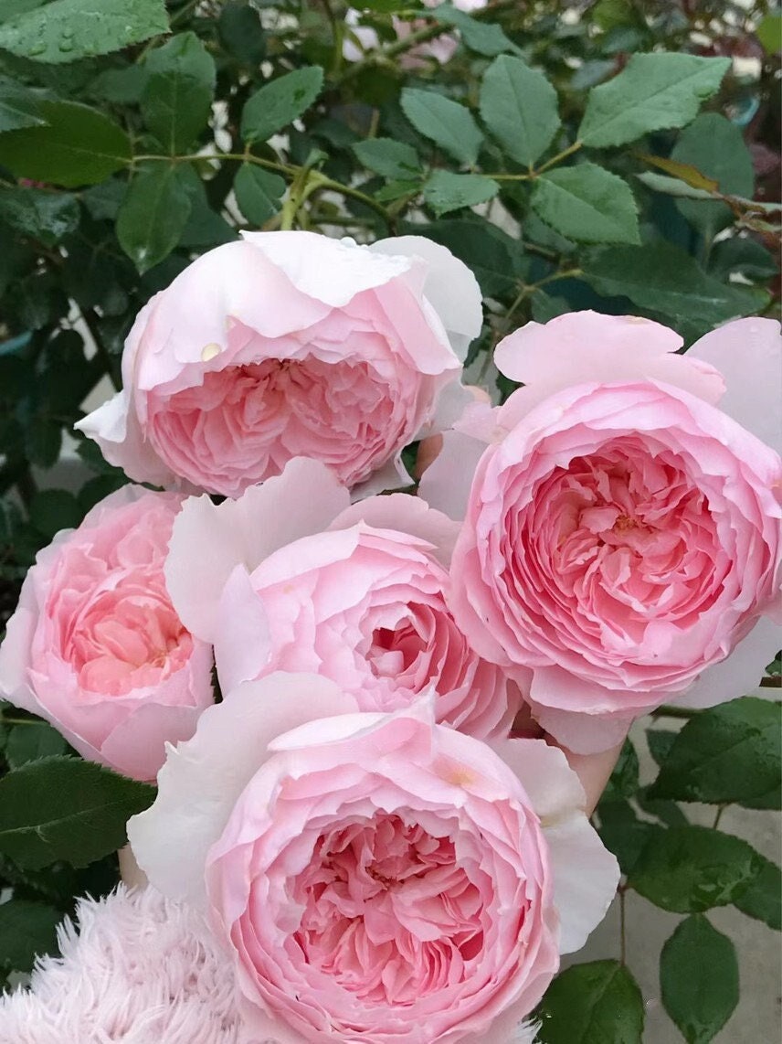 Rose【Misaki - みさき 】Rare Rose| 1.5Gallon OwnRoot BareRoot| Wavy Bloom| Long flowering period| Misaki| 美咲| Cold Resistant| Thornless|