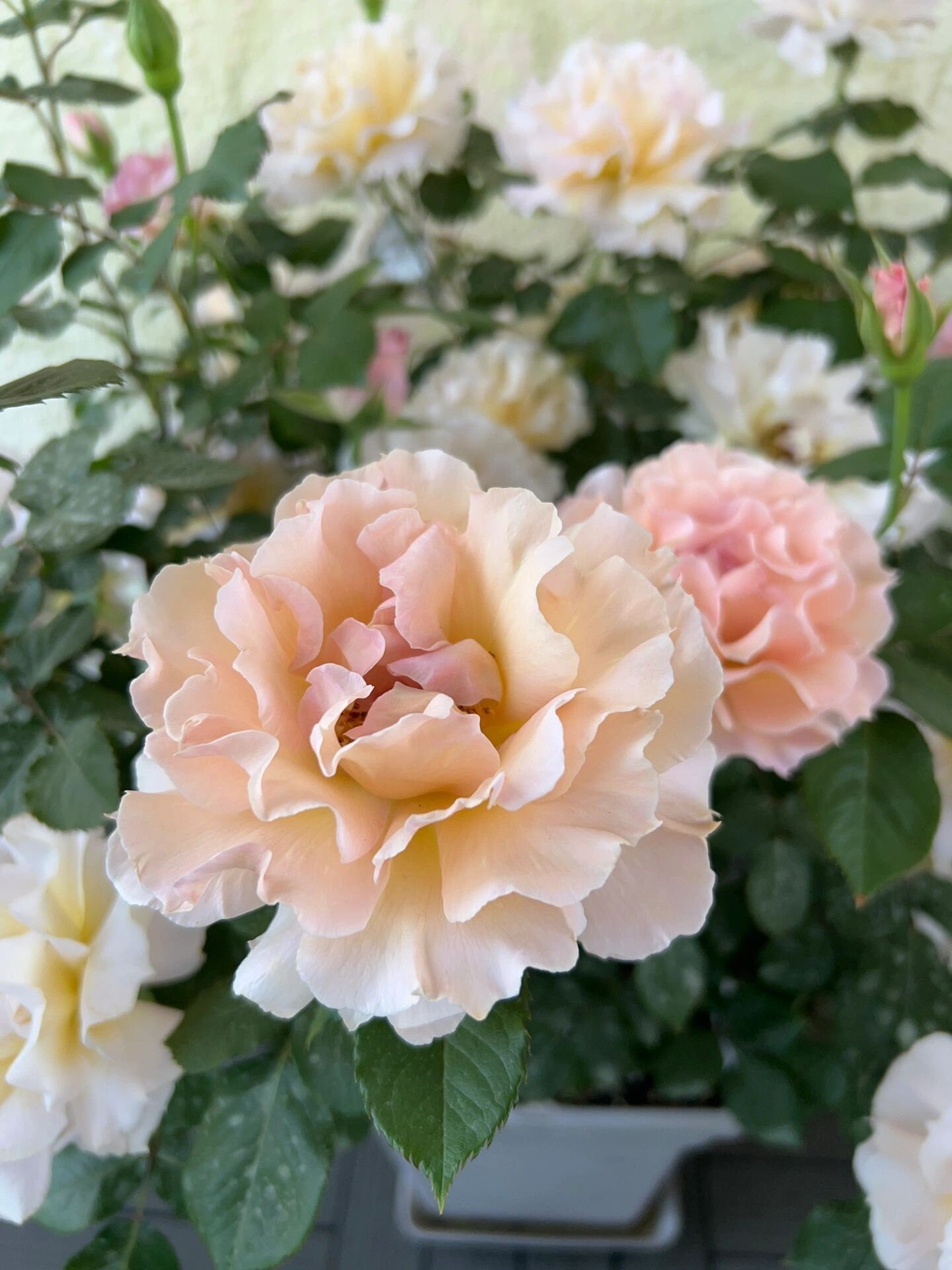 Rare Rose【La Mariee｜ ラ・マリエ】-1.5 Gal OwnRoot| Sakura Pink| 河本オリジナル | 新婚| 新娘| Fragrance| Ruffled Wavy Bloom| Heat  Resistant| Less Thorns