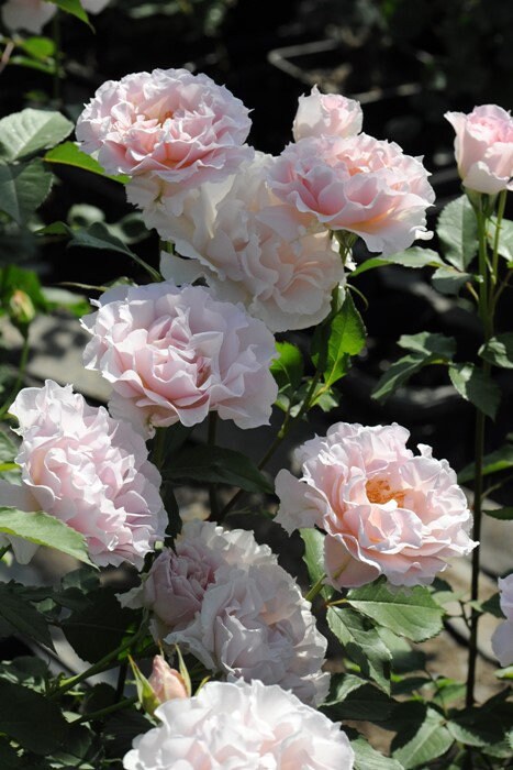 Rare Rose【La Mariee｜ ラ・マリエ】-1.5 Gal OwnRoot| Sakura Pink| 河本オリジナル | 新婚| 新娘| Fragrance| Ruffled Wavy Bloom| Heat  Resistant| Less Thorns