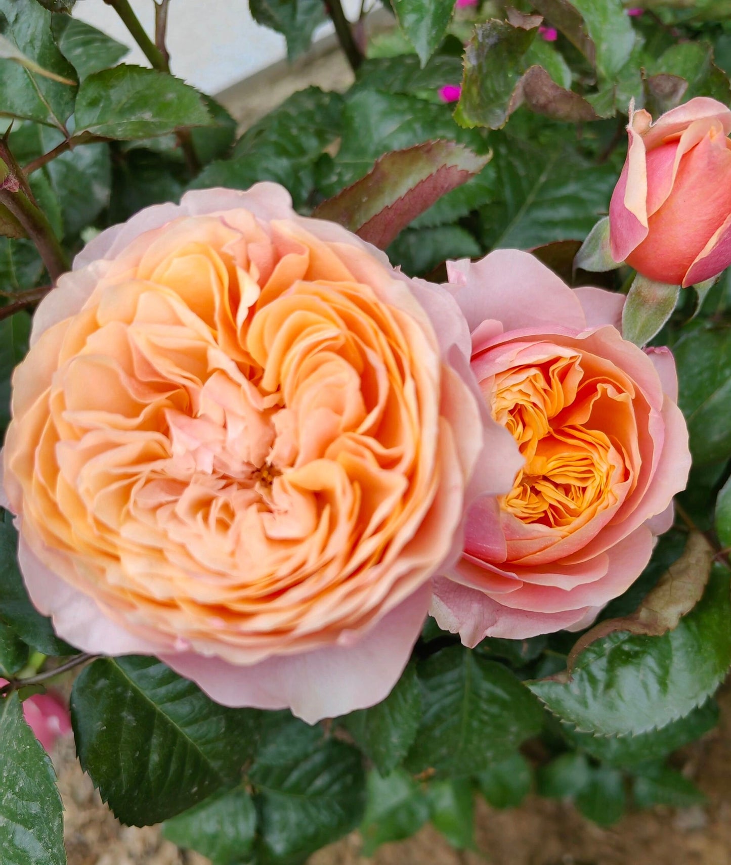 Rose【Vuvuzela| ブブゼラ】- 1 Gal OwnRoot LivePlant｜Heat  Resistant| Strong Disease Resistance| 温柔珊瑚心| Romantica Cutting Rose| Netherlands|