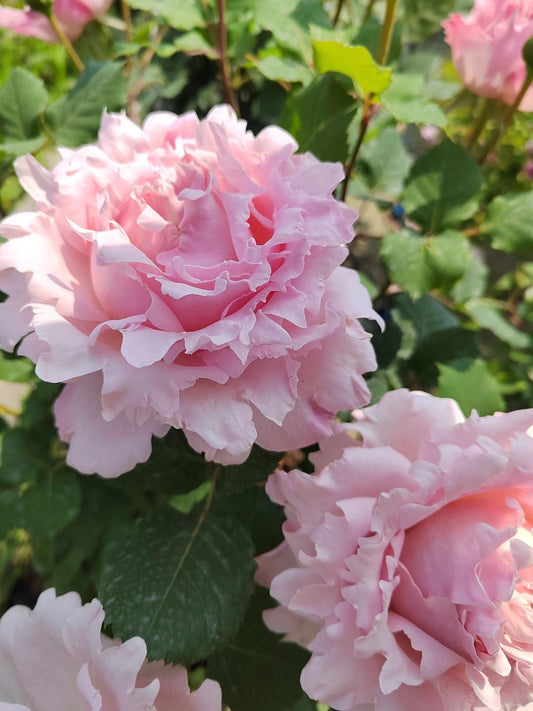 Rosa 【Sophie Rochas】 -1 Gal OwnRoot| Fragrance| Climbing & shrub | Strong Disease Resistance| Large Bloom|Peony blooms| Rapid Growth 索菲罗莎