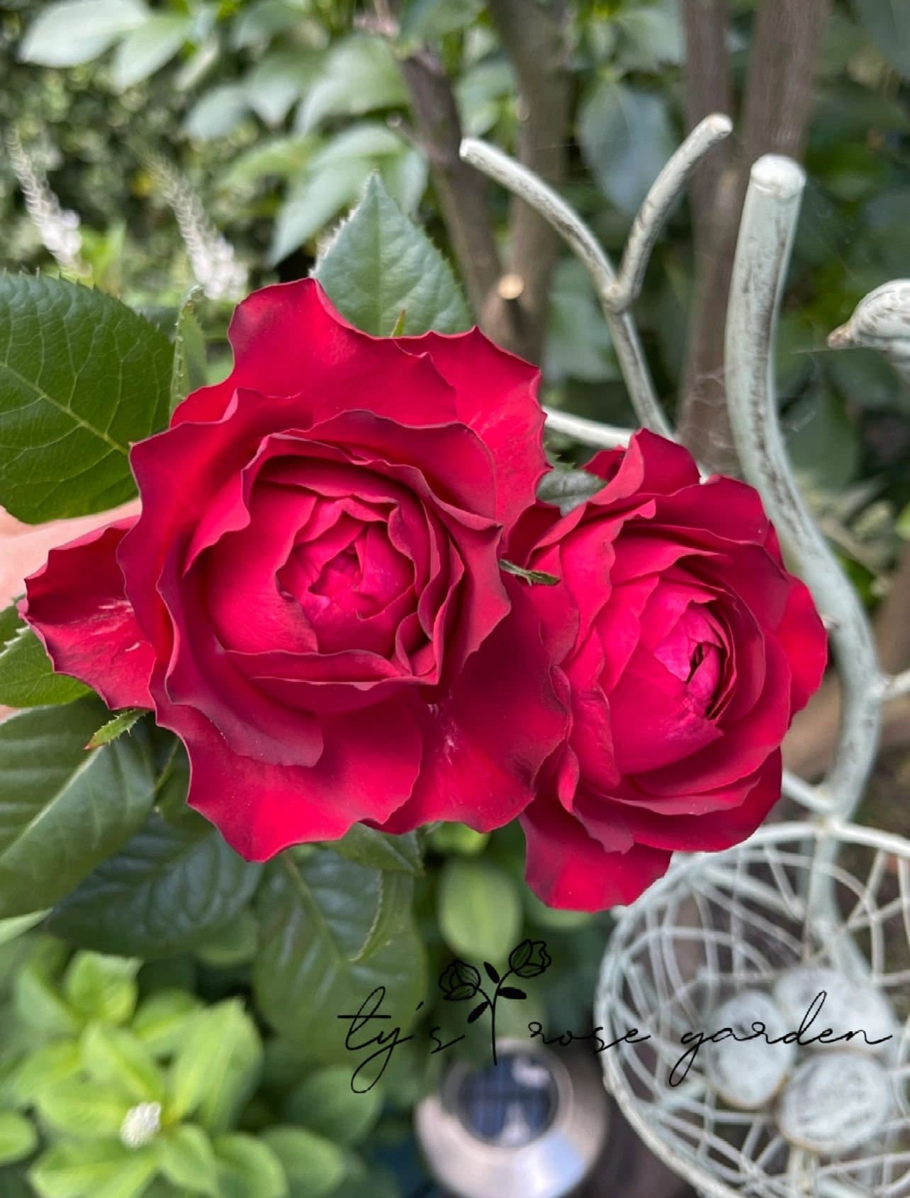 Red Rose【Dracula's Kiss| ドラキュラの吻】-1 Gal OwnRoot| New Variety 2019| Velvet Petals| 吸血鬼之吻| Red Cutting Rose| Cold Resistant| Ruffled bloom|