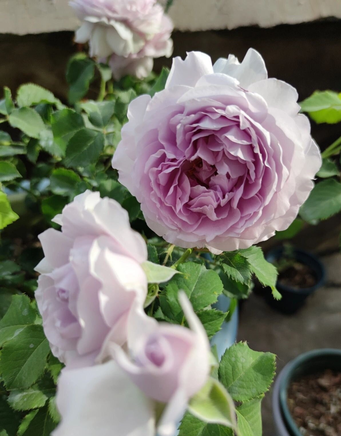 Rose【Subtle Blue |隐隐青】1.5Gal +OwnRoor| New-Varieties ほのかな青| Heat&Sun Tolerant | Abundant Blooming| Rapid Growth|  Intense Fragrance| Less-Thorns|