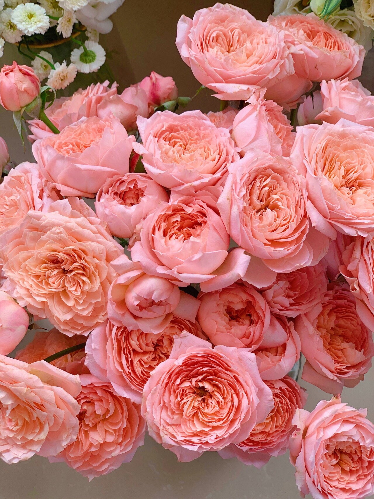 Rose【Julieta|ジュリエッタ バラ】- 1.5 Gal OwnRoot 朱丽叶塔| Delbard| Sun Tolerant| Excellent Resistance| Pearlescent Blossoms| Florists Rose|