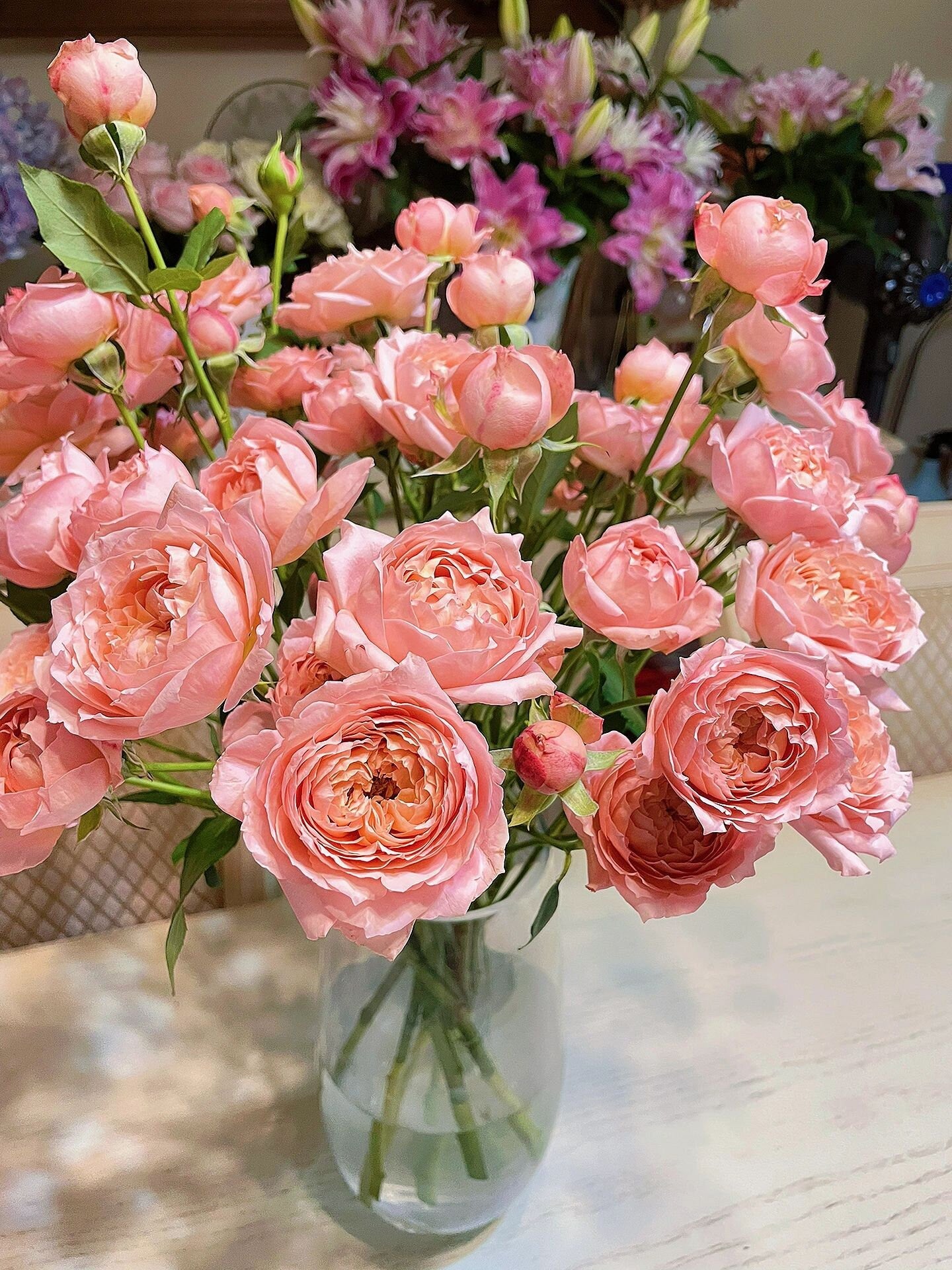 Rose【Julieta|ジュリエッタ バラ】- 1.5 Gal OwnRoot 朱丽叶塔| Delbard| Sun Tolerant| Excellent Resistance| Pearlescent Blossoms| Florists Rose|