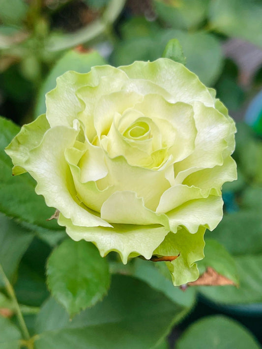 Rare Rose【Jutta ｜小乔】-1.5 Gal OwnRoot｜Netherlands Cutting Rose| Extended vase life| Less Thorns| Ruffle Lace| Excellent Resistance| Easy-Grow