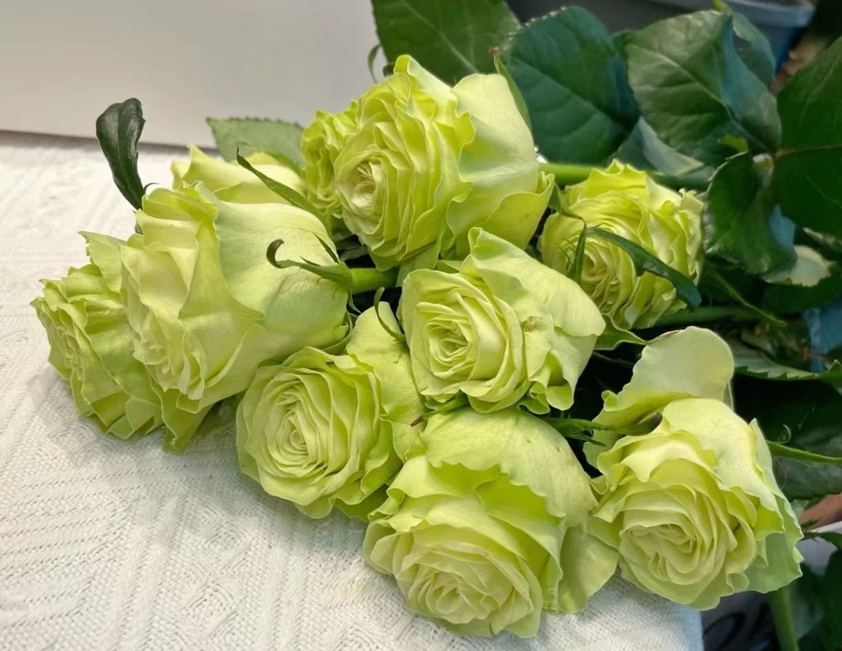 Rare Rose【Jutta ｜小乔】-1.5 Gal OwnRoot｜Netherlands Cutting Rose| Extended vase life| Less Thorns| Ruffle Lace| Excellent Resistance| Easy-Grow