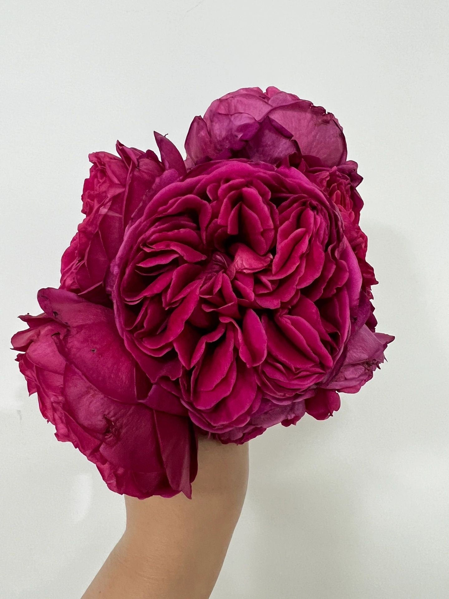 Yves Rose【Cantina| カンティーナ】-OwnRoot LivePlant｜伊芙酒窖| Intense Fragrance| 木立バラ| Perfume Rose| Easy to Grow| Long flowering period| Heat Resistant| 安富フラワー