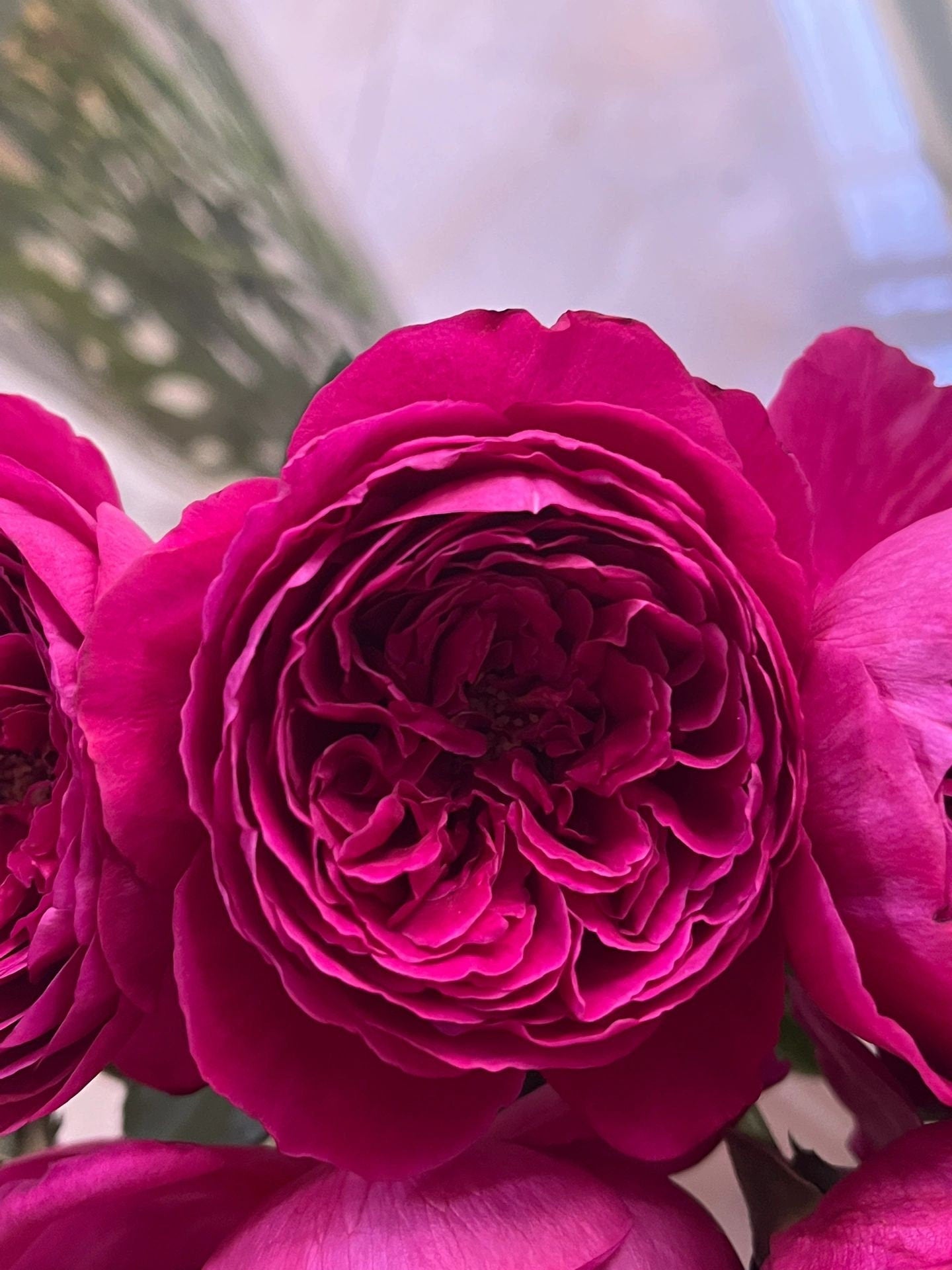 Yves Rose【Cantina| カンティーナ】-OwnRoot LivePlant｜伊芙酒窖| Intense Fragrance| 木立バラ| Perfume Rose| Easy to Grow| Long flowering period| Heat Resistant| 安富フラワー