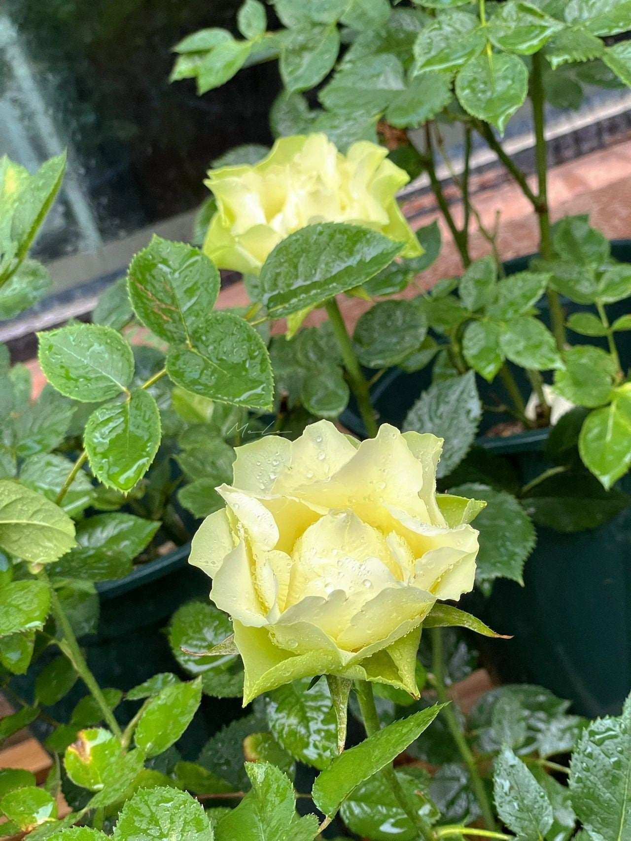 Rare Rose【Green Planet ｜緑の惑星 】SPEbegro ｜1.5 Gal Own Root| 绿行星| Jan Spek Nurseries| Rain-Resistant| Wavy| Niche |