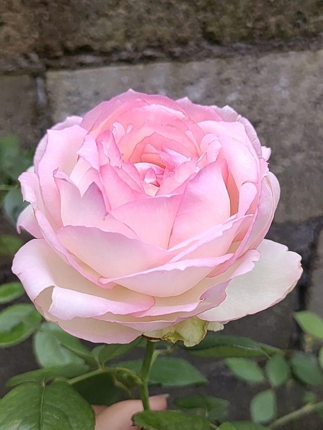 Rose 【La Rose Optimiste 】オプティミストの - Own Root｜Large Bloom| 乐天派｜Similar to Eden | Gradient| Cutting Rose| Easy to Grow| Heat Resistant|