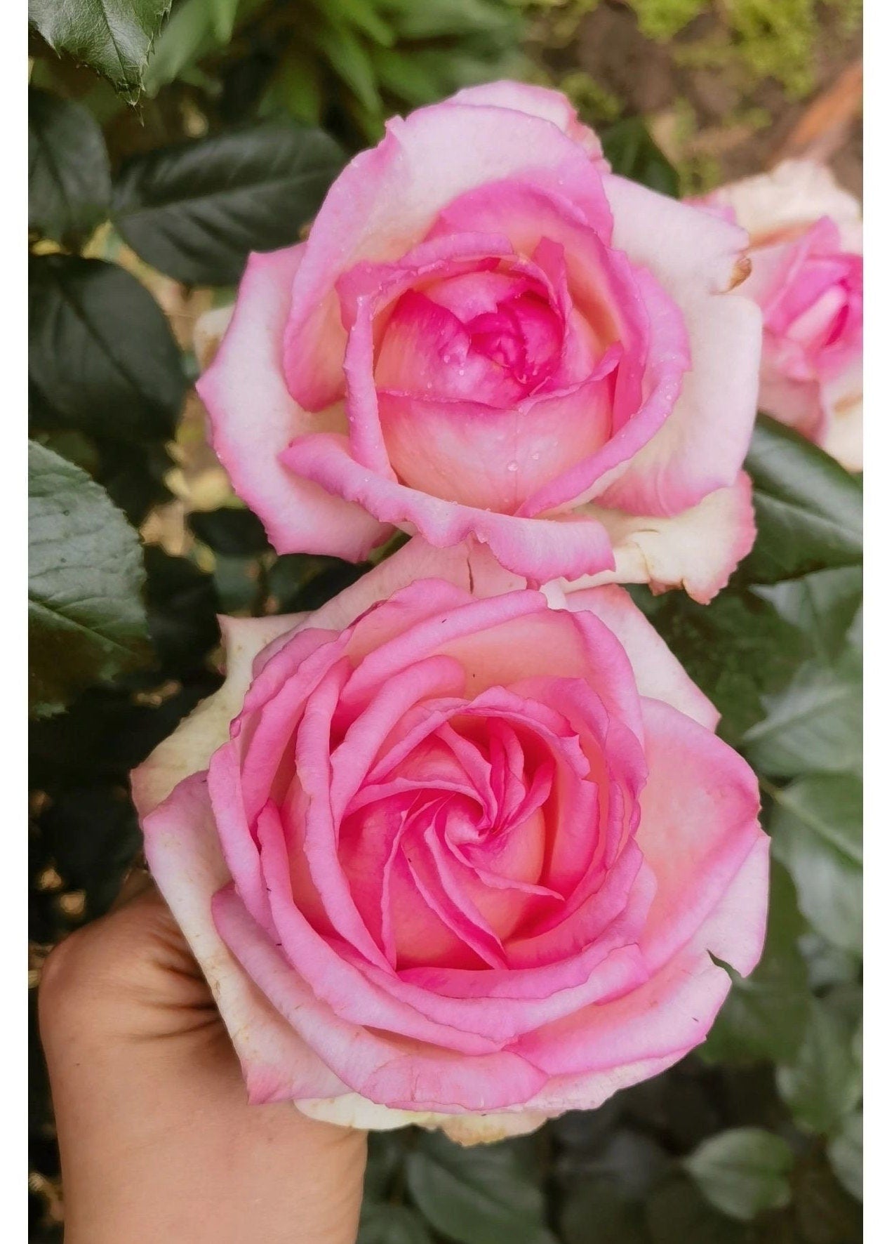 Rose 【La Rose Optimiste 】オプティミストの - Own Root｜Large Bloom| 乐天派｜Similar to Eden | Gradient| Cutting Rose| Easy to Grow| Heat Resistant|