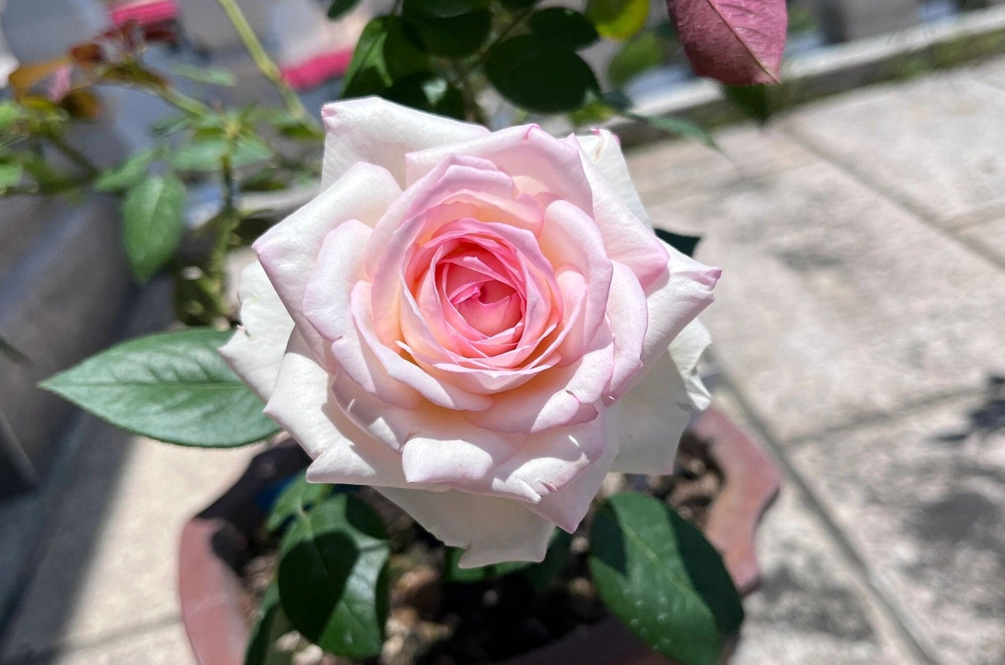 Rose 【La Rose Optimiste 】オプティミストの - Own Root｜Large Bloom| 乐天派｜Similar to Eden | Gradient| Cutting Rose| Easy to Grow| Heat Resistant|