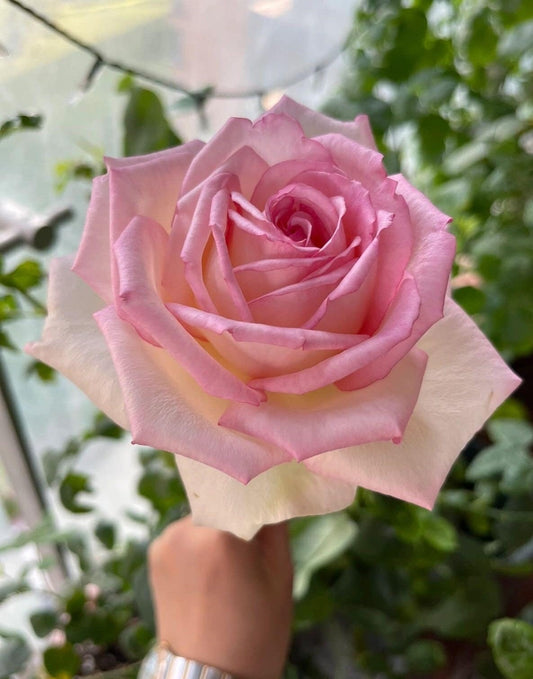 Rose 【La Rose Optimiste 】オプティミストの - Own Root｜Large Bloom| 乐天派｜Similar to Eden | Gradient| Cutting Rose| Easy to Grow| Heat Resistant|