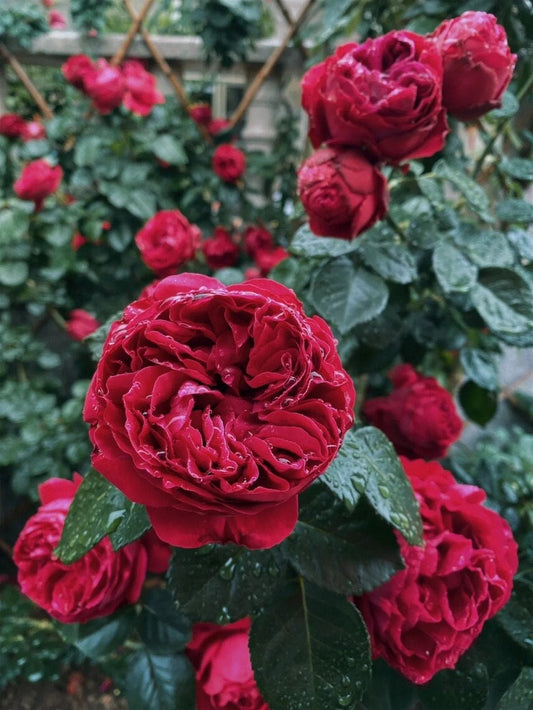 Climbing Rose【Red Eden】 5 Gal Own Root｜|Very Heat Resistant| Excellent Resistance| Huge amount of flowers| 红龙  |Less Thorns |Low Maintenanc