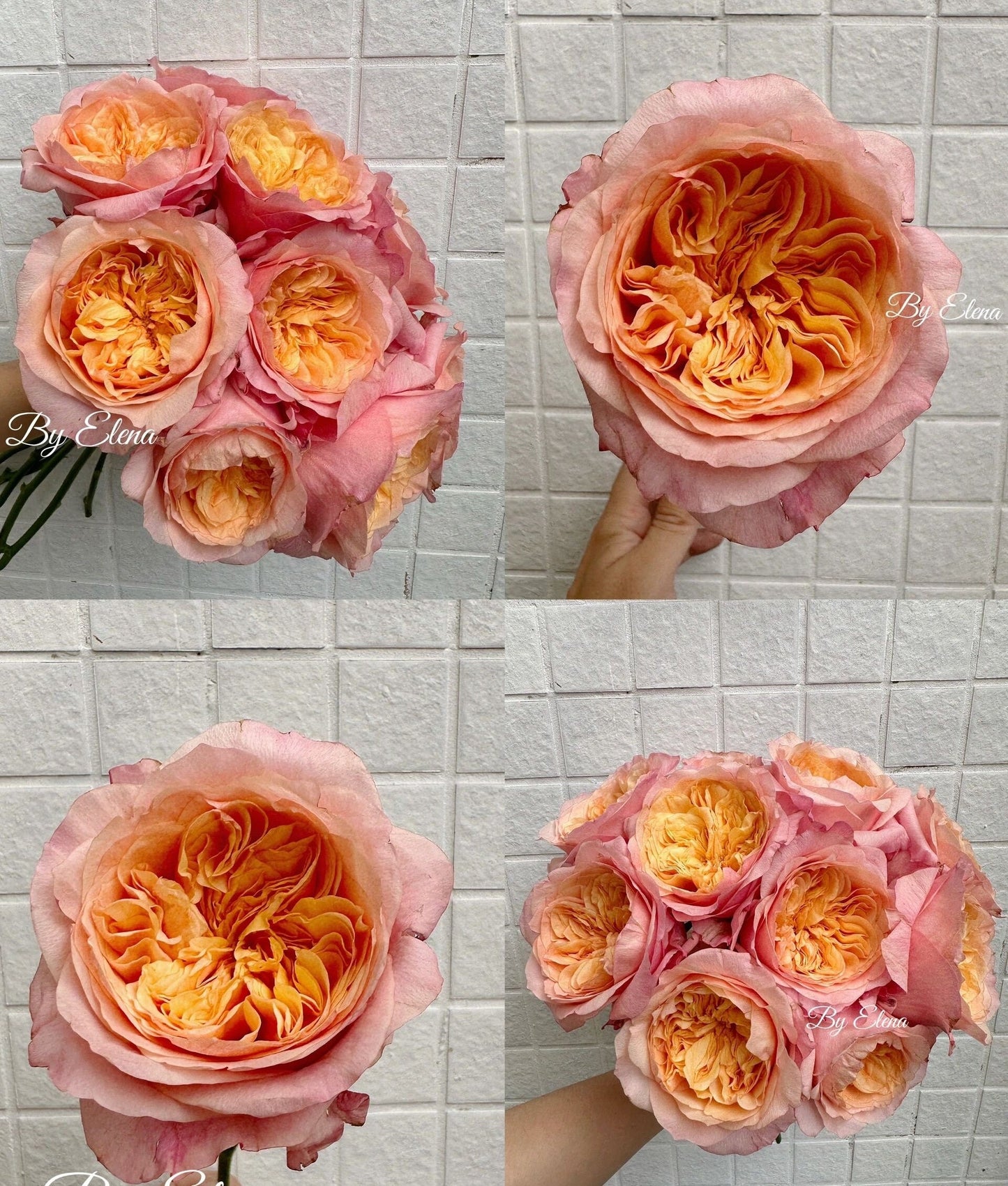 Rose【Victoria's secret| ヴィクトリアズ シークレット】-1.5 Gal OwnRoot LivePlant| 维多利亚秘密| VIP Rose| Heat Resistant| Sun Tolerant| Unique| Floribunda Rose