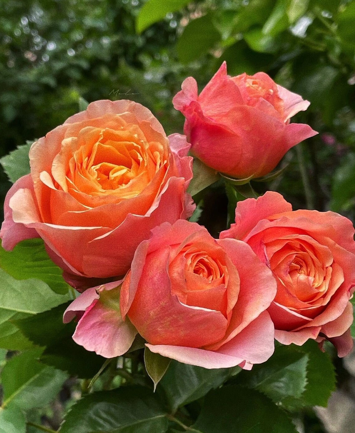 Rose【Victoria's secret| ヴィクトリアズ シークレット】-1.5 Gal OwnRoot LivePlant| 维多利亚秘密| VIP Rose| Heat Resistant| Sun Tolerant| Unique| Floribunda Rose