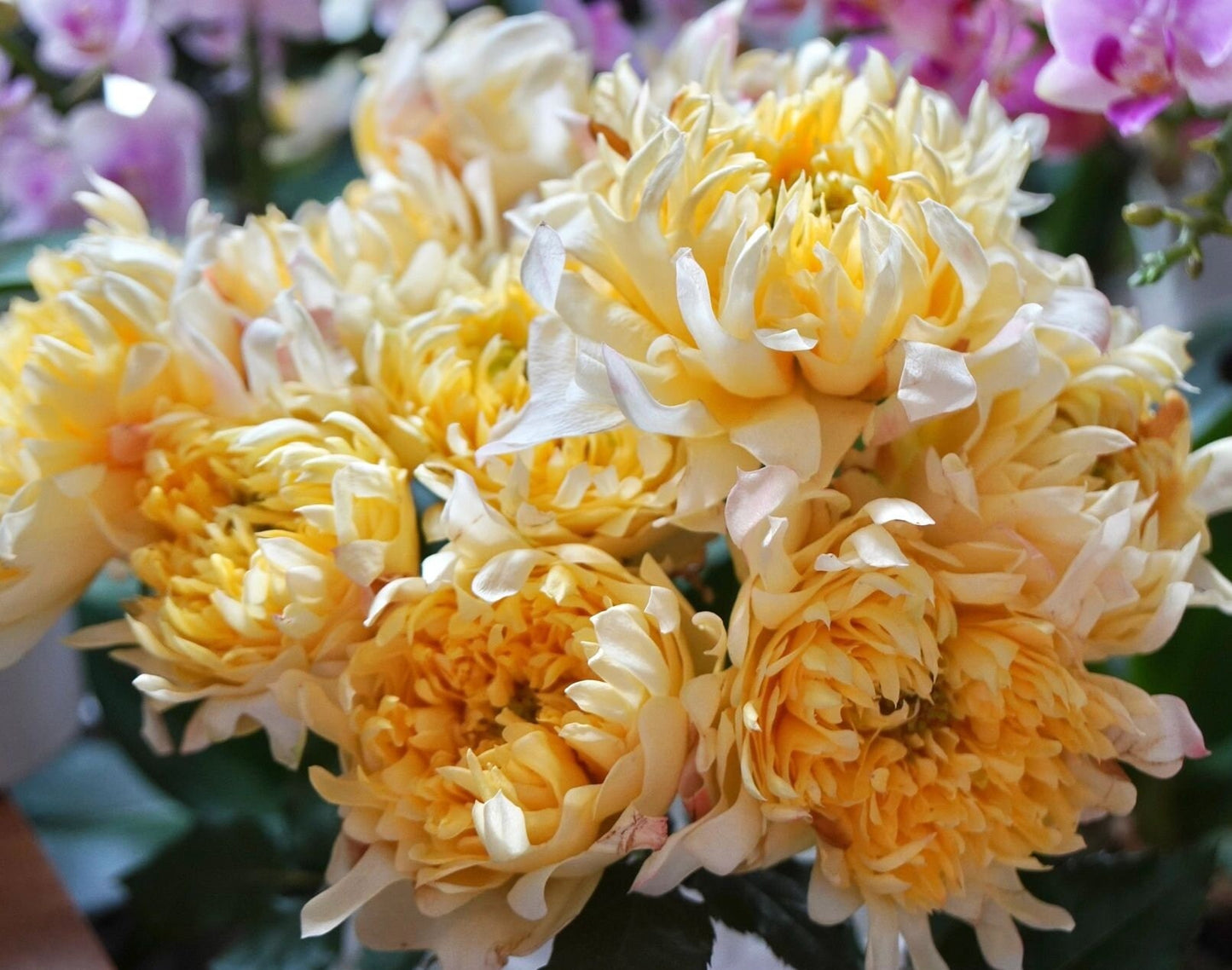 Rare Rose【Fireworks Ruffles | 花火の波】-1.5 Gal OwnRoot|  Chrysanthemum Bloom| 烟花波浪| 木立バラ| Heat Resistant| Easy to Grow| Serrated petals|  Wavy