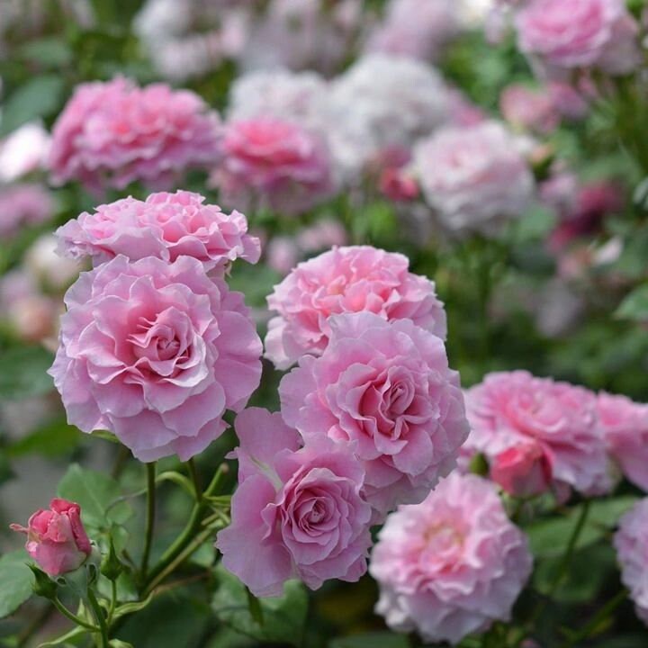 Rare Rose【La Mariee｜ ラ・マリエ】-1.5 Gal OwnRoot| Sakura Pink| 河本オリジナル | 新婚| 新娘| Fragrance| Ruffled Wavy Bloom| Heat  Resistant| Less Thorns