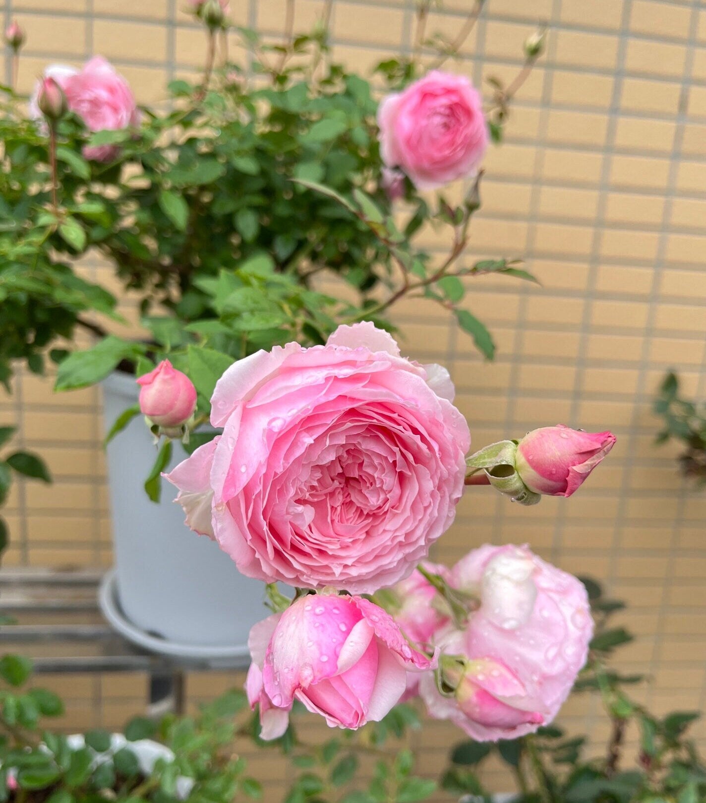 Rose【Hiyori｜ひより】- Rare Own Root｜日和 | Misaki の枝変わり|  Intense Fragrance| Less Thorns| 國枝啓司 Keiji Kunieda| Easy to Grow| Rain-Resistant| 木立バラ