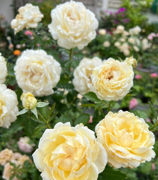 Yves Rose【 Ivory Yves Piaget】Meiteroupy- 2 Gal++ Own Root Live Plant| Extended vase life| Florists Rose| 伊芙象牙伯爵| Large Bloom| Fragrance|