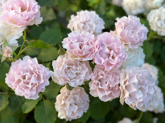 Rare Rose【La Mariee｜ ラ・マリエ】-1.5 Gal OwnRoot| Sakura Pink| 河本オリジナル | 新婚| 新娘| Fragrance| Ruffled Wavy Bloom| Heat  Resistant| Less Thorns