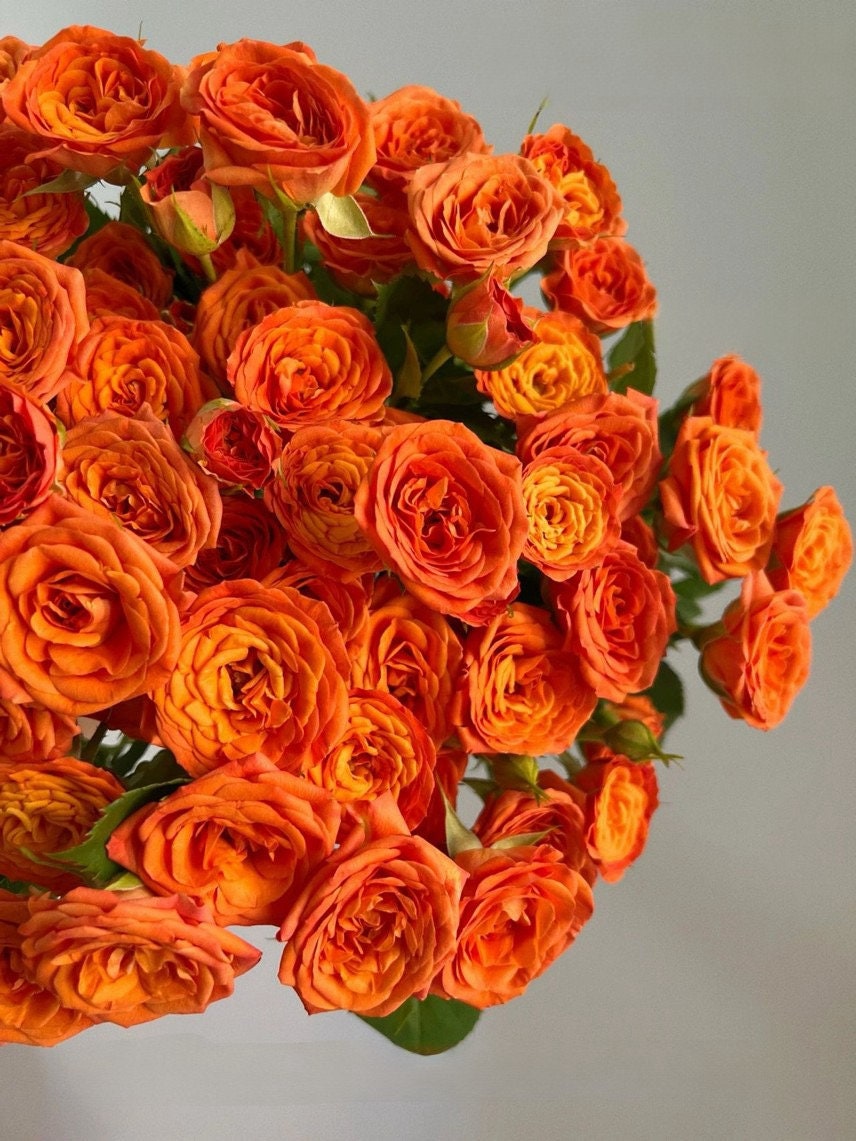 Rose【Orange Jewel】- 2 Gal Own Root LivePlant| Orange Barbie| Extended vase life| Easy to Grow |橙色芭比| Abundant Flowering | 橙色宝石