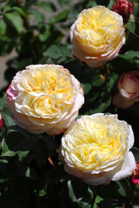 Rose【Fruit｜フリュイ】-2 Gal Own Root Bare Root｜Takunori Kimura 木村卓功 Rare Cutting Rose｜水果| Redolent| Heat Resistant| Variegated| 木立バラ