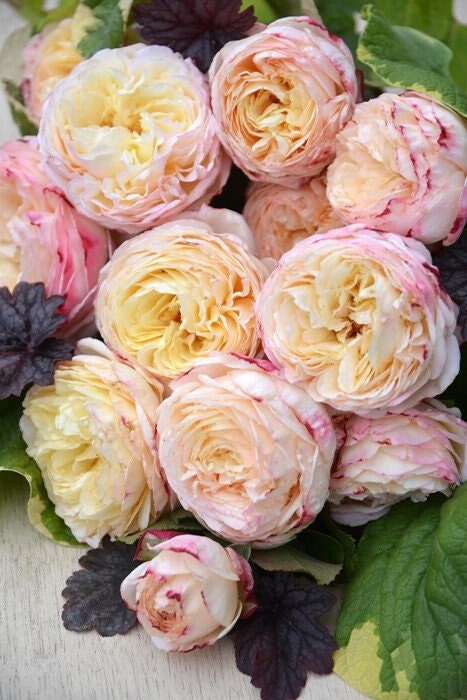 Rose【Fruit｜フリュイ】-2 Gal Own Root Bare Root｜Takunori Kimura 木村卓功 Rare Cutting Rose｜水果| Redolent| Heat Resistant| Variegated| 木立バラ