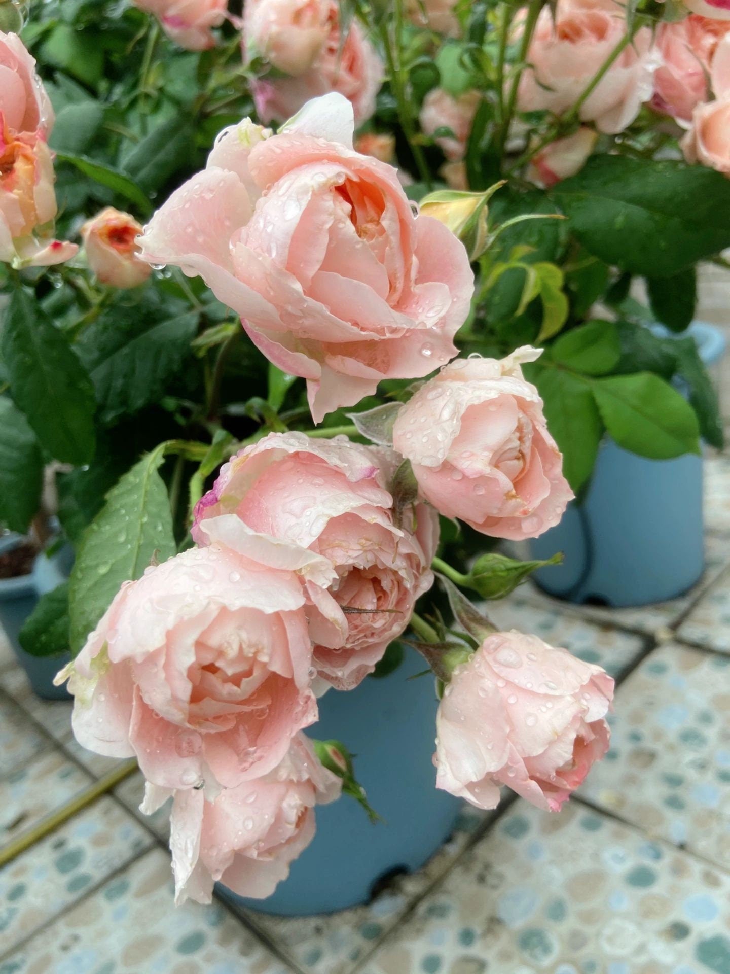 Rose【Princess Sakura 】- 1.5 Gal Own Root Bare Root| さくらひめ｜WABARA 樱花公主| Peony Bloom| 木立バラ|Easy to Grow|  Heat Resistant