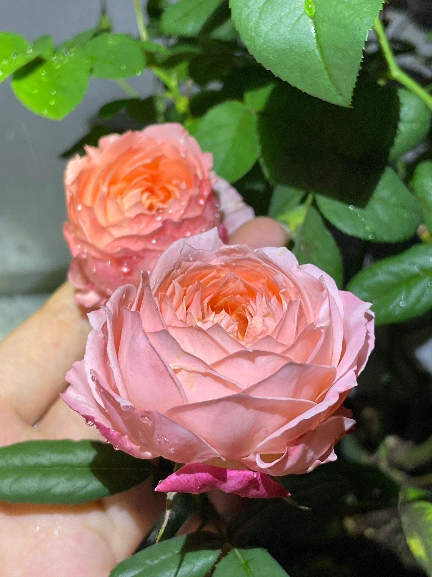 Rose【Princess Sakura 】- 1.5 Gal Own Root Bare Root| さくらひめ｜WABARA 樱花公主| Peony Bloom| 木立バラ|Easy to Grow|  Heat Resistant